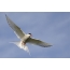 Arctic Tern ერთად ფრიალებს