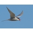 Arctic tern dine ni flight
