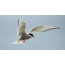 IArctic tern