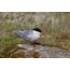 Arctic Tern on ქვის overgrown ერთად moss