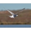 Arctic tern ni flight, oju wiwo