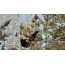 Belibis kayu terbang di antara pohon cemara