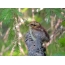 Polluelo de urogallo en una rama