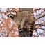 Raccoon en un arbre