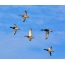 El pato silvestre patos en vuelo