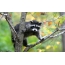 Raccoon puu juures