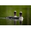 To svart-throated loons på vannet