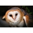 Barn owl wuyi