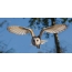 Barn Owl: Pamje e përparme e bufës