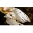 Foto e bukur e owl owl