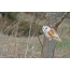 Photo owl barn owl