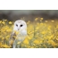 Barn owl ntawm wildflowers