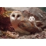 Barn owl pẹlu kan adiye kan