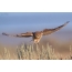 I-ovory owl in flight