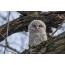 Gray Owl: slotok