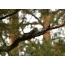 Foto: nightjar spí ve větvích borovice.