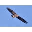 Eagle ოქროს არწივი მაღალი ცაში