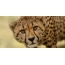Foto av en cheetah