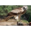 Eagle-dwerg, foto die in India wordt genomen