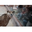 Demetovun xüsusi zooparkında Cheetah. Ukrayna