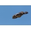 Bilde av gyrfalcon under flyvning: forfra