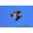 Slotok Peregrine Falcon, Тарту Сүрөт
