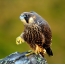 Szép fotó egy madárról Peregrine Falcon