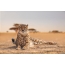 Foto av en cheetah i et hopp