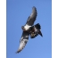 Bird Peregrine Falcon az égen