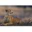 Foto av en cheetah som ligger og hviler