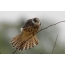 Red-Peregrine Falcon
