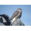 Merlin, et bilde av en fugl på en stein