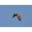 Derbnik, una foto di un falco in volo