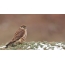 Falcon derbnik, foto tatt i Sverige