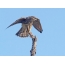 Falcon Merlin su un ramo