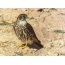 Falcon derbnik etter mislykket angrep