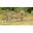 Foto de un guepardo en la hierba.