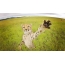 Foto av en cheetah i gresset
