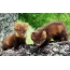 Wood marten cubs
