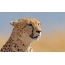Vakre bilde av en cheetah