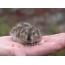 Lemming on the palm