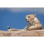 Cheetah προετοιμάζεται να επιτεθεί, πάρκο Serengeti