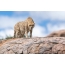 Γκέταθ στις ακτίνες του ηλιόλουστου ηλίου, Πάρκο Serengeti, Τανζανία