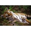Foto tigress med tiger cubs
