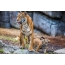 Foto tigress og tiger cub