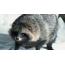 Raccoon dog: ata i le taumalulu