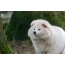 白いアライグマ犬