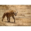 Hyena photo