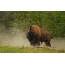 Foto de bisonte