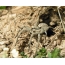 Tarantula, sedang berburu tanpa beranjak dari lubang. Uzbekistan - 04/05/2008